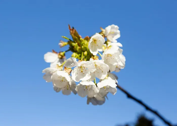 Appartement La Escapada